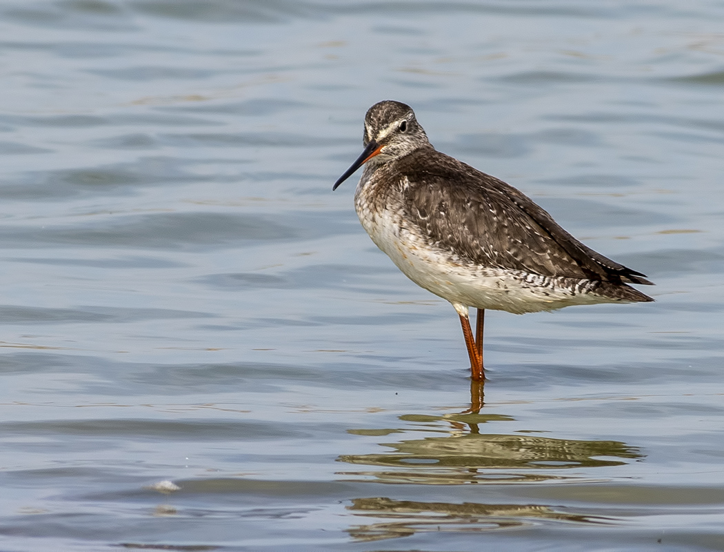 Spotted Redshank