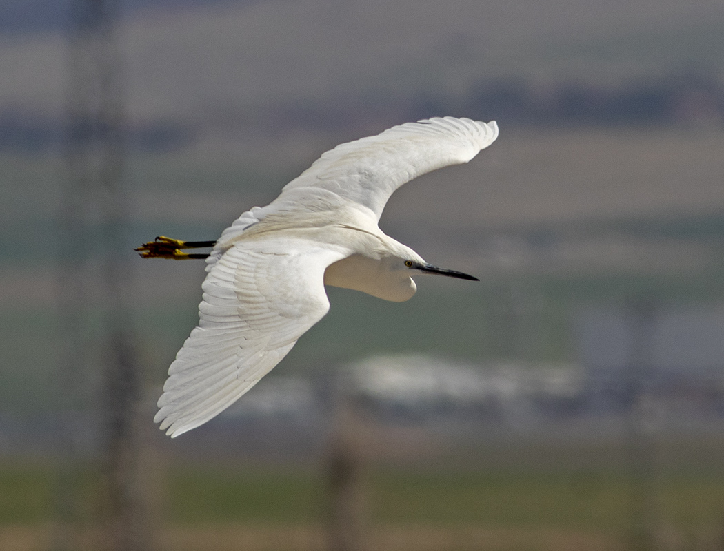 Little Egret