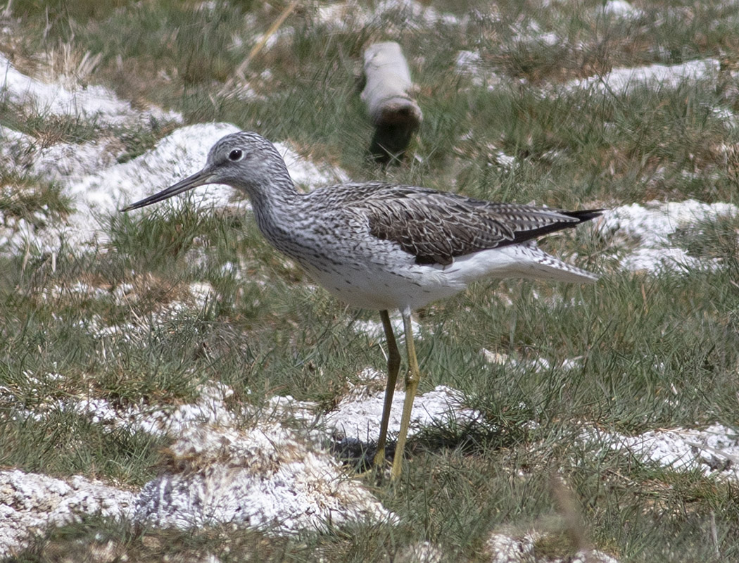 Common Greenshank