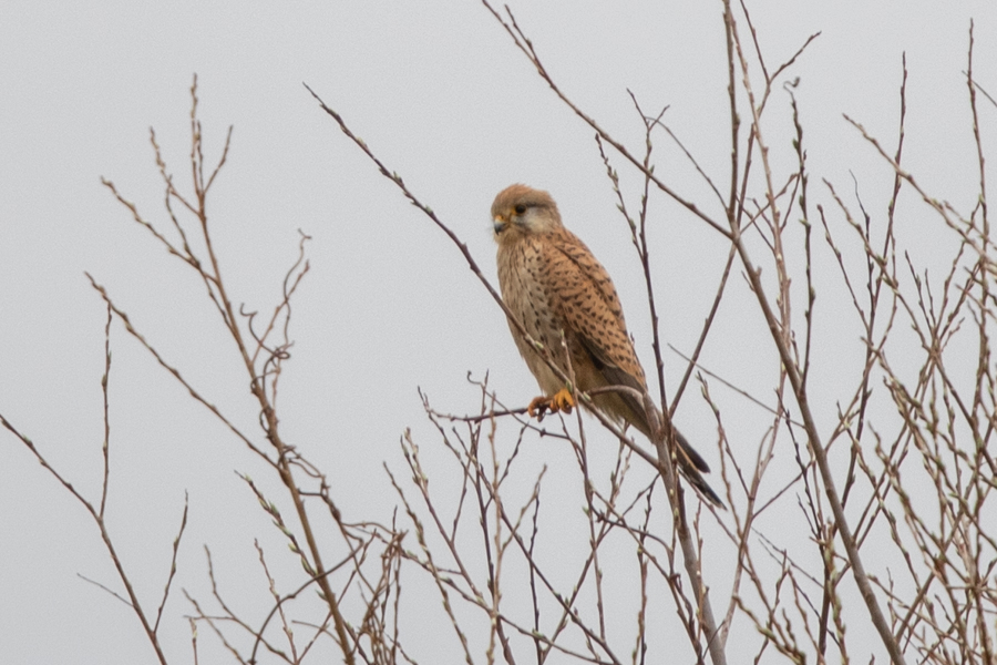 Common Kestrel