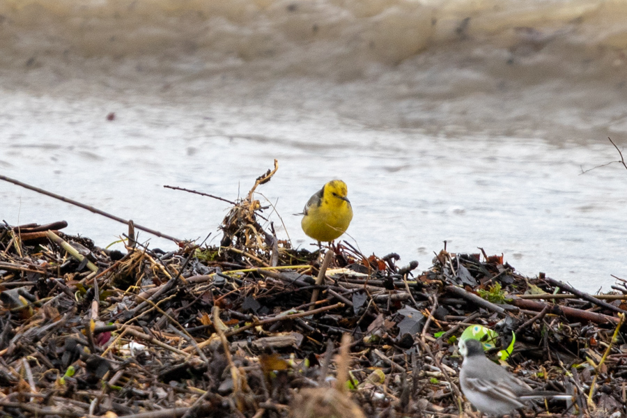 Citrine Wagtail