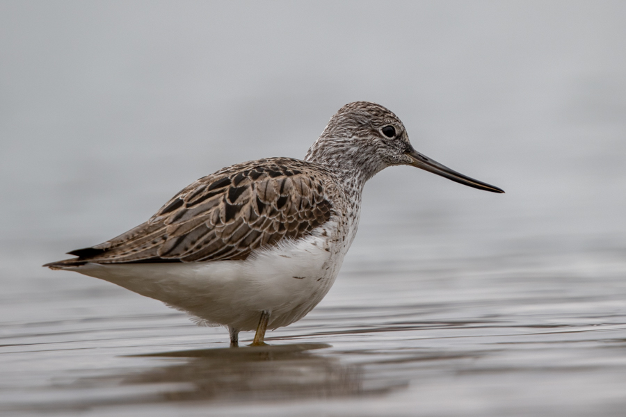 Common Greenshank