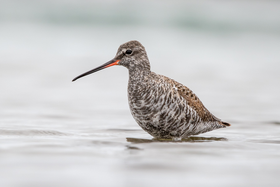 Spotted Redshank