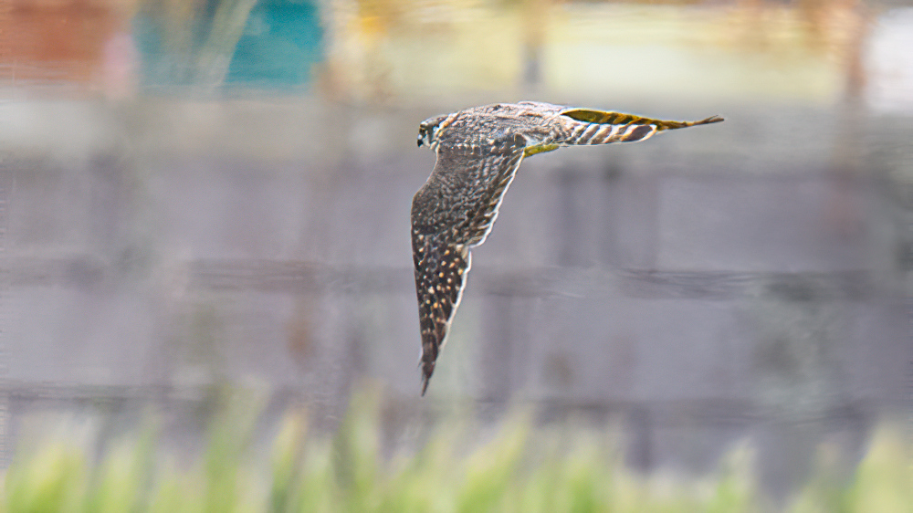 Merlin