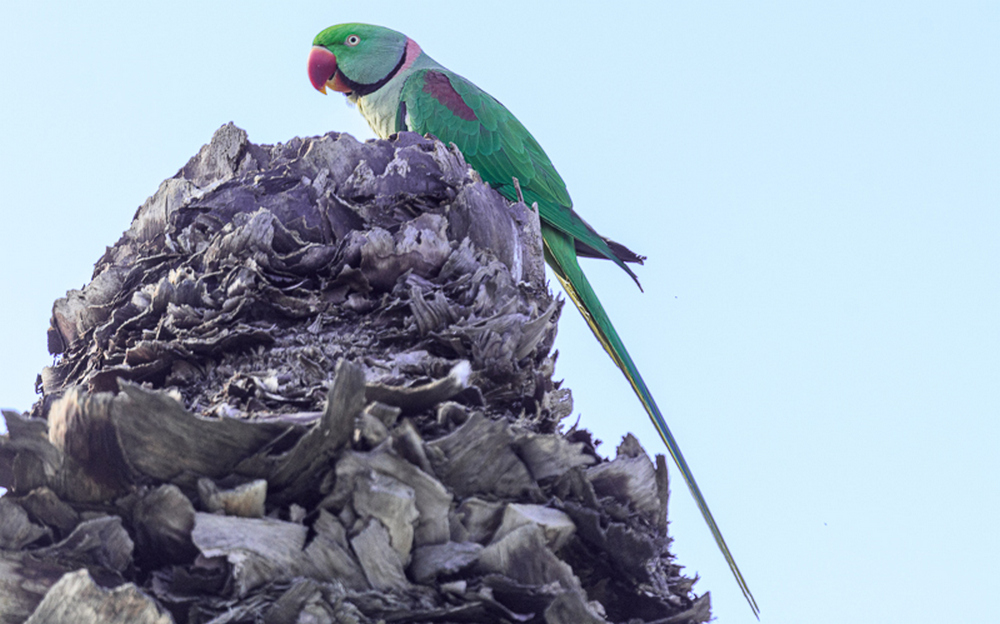 Alexandrine Parakeet