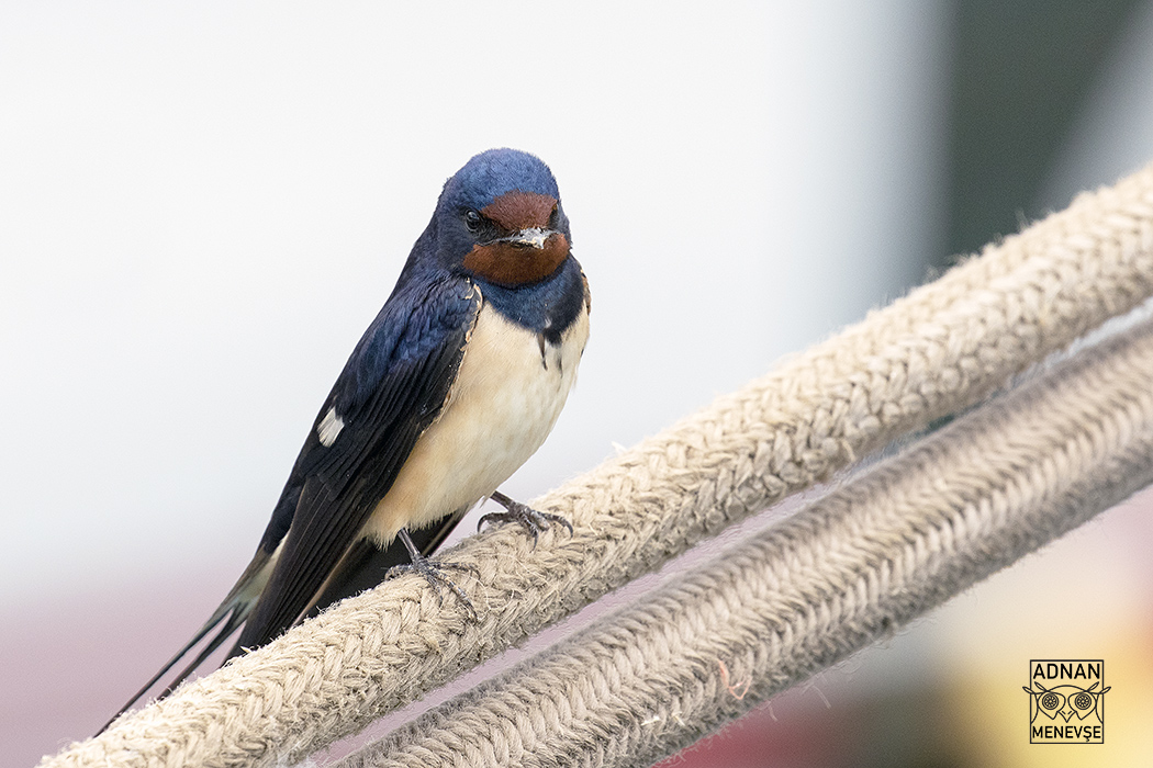 Barn Swallow