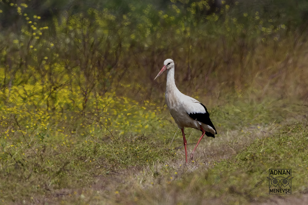 White Stork