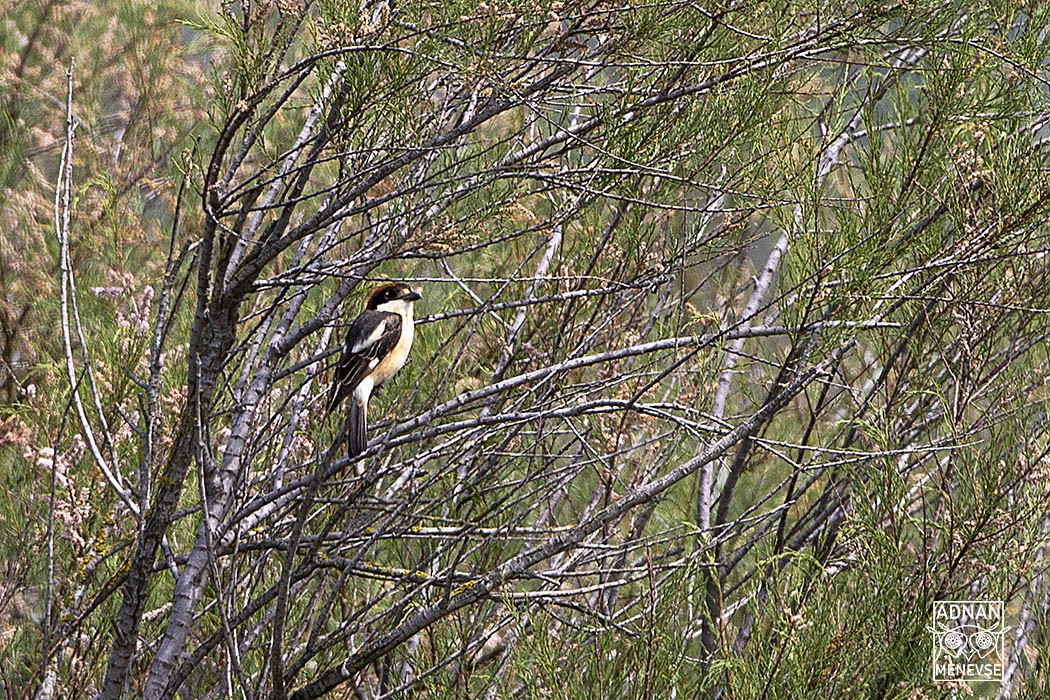 Woodchat Shrike