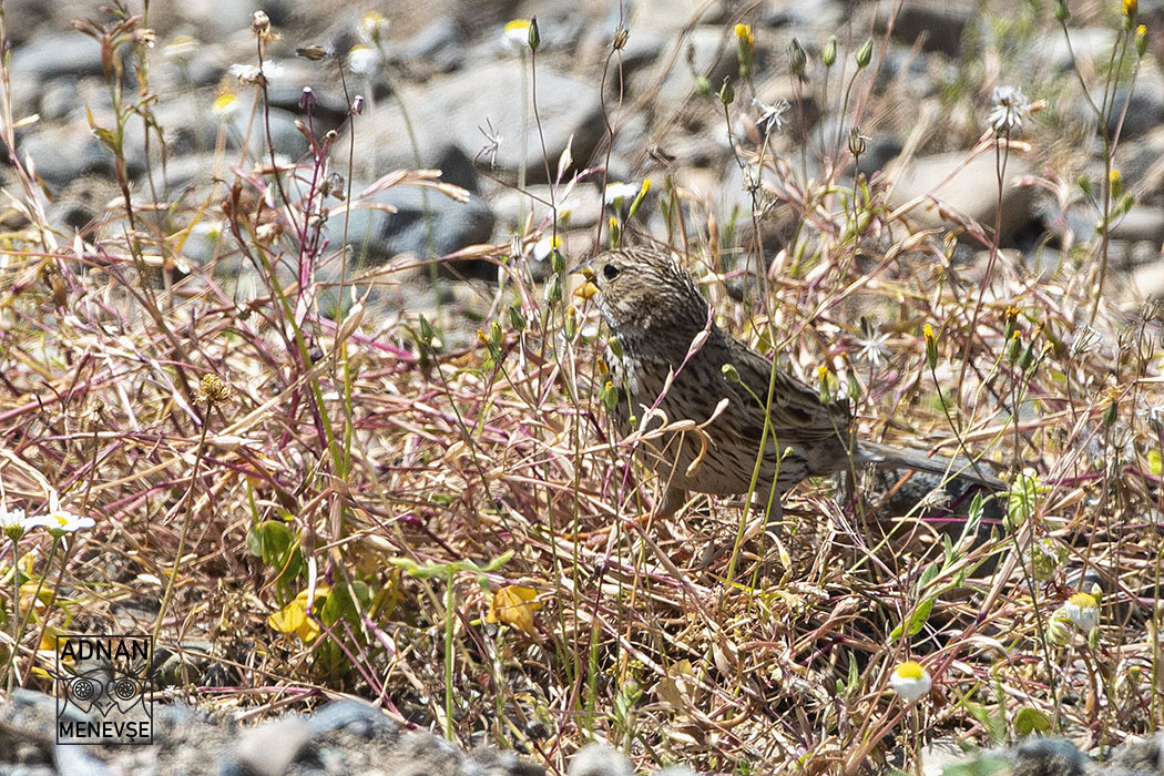Corn Bunting