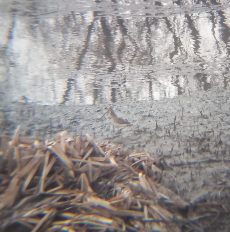 Common Snipe