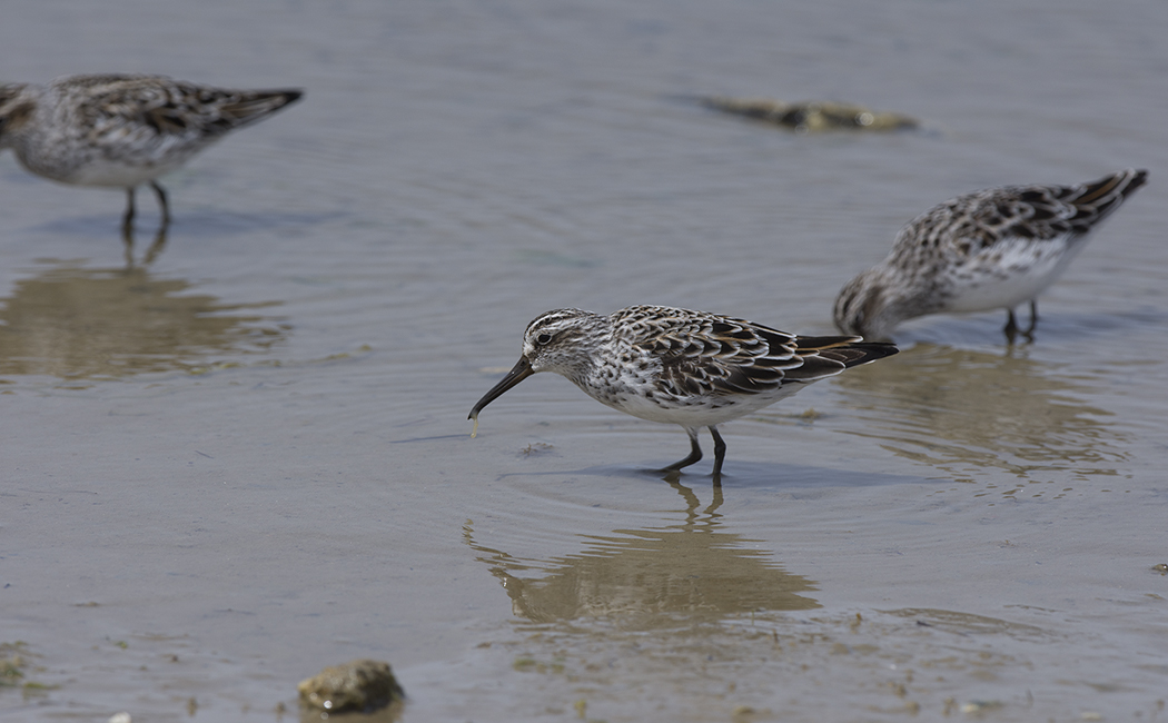 Broad-billed Sandpiper