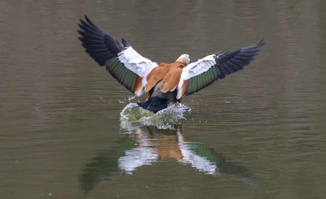 Ruddy Shelduck