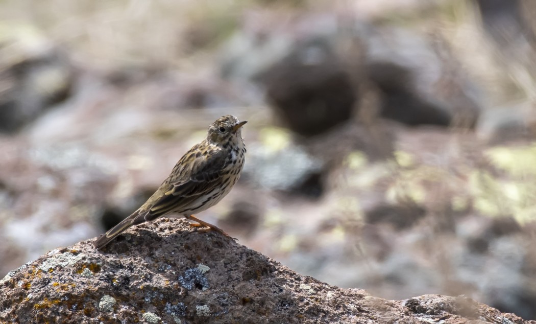 Meadow Pipit