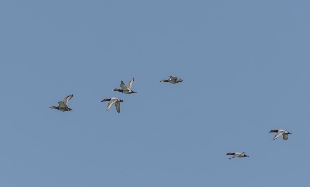 Common Pochard