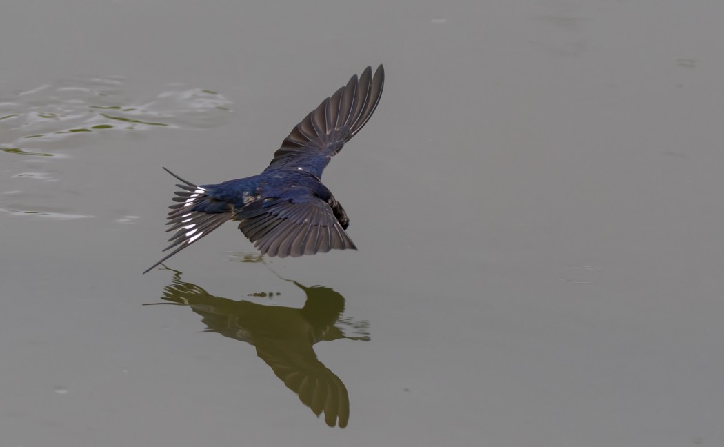 Barn Swallow