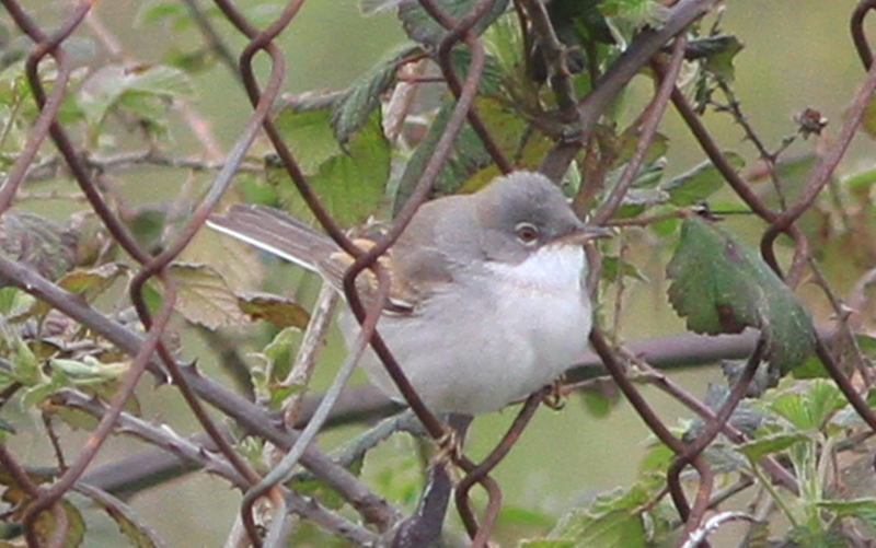 Common Whitethroat
