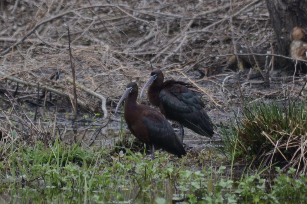 Glossy Ibis