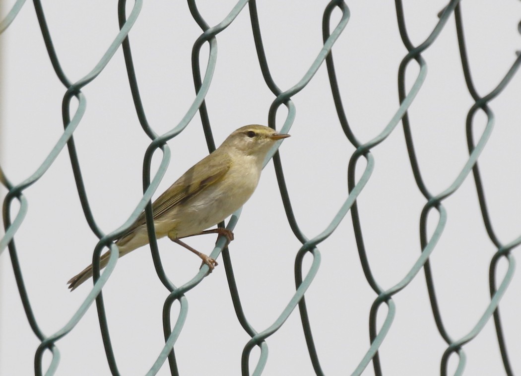 Willow Warbler