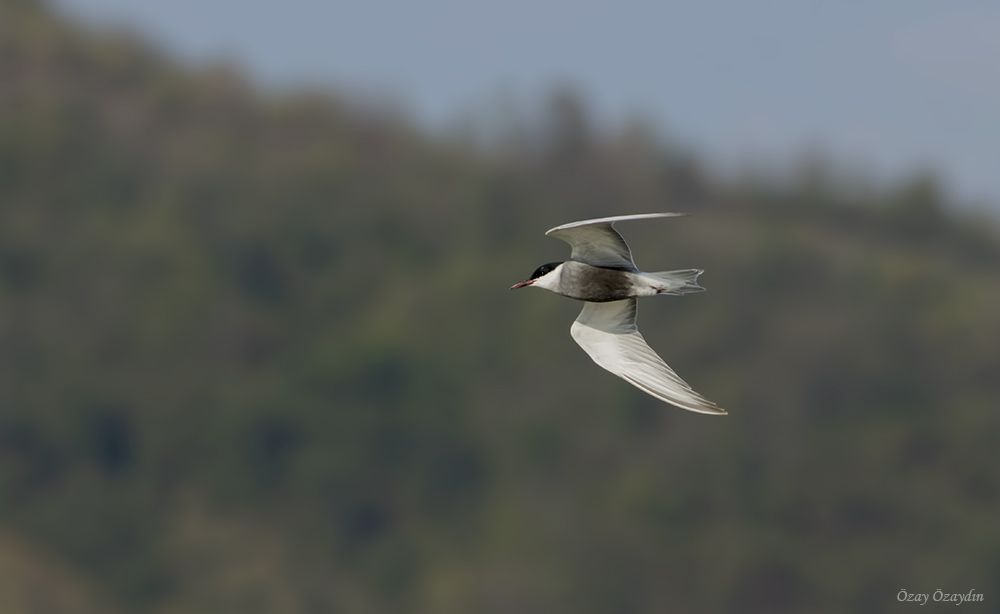 Whiskered Tern