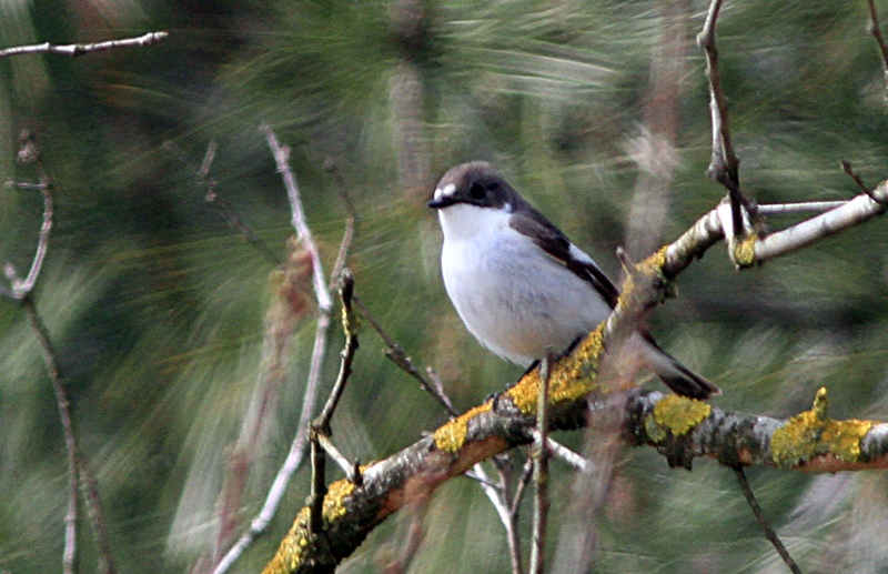 European Pied Flycatcher