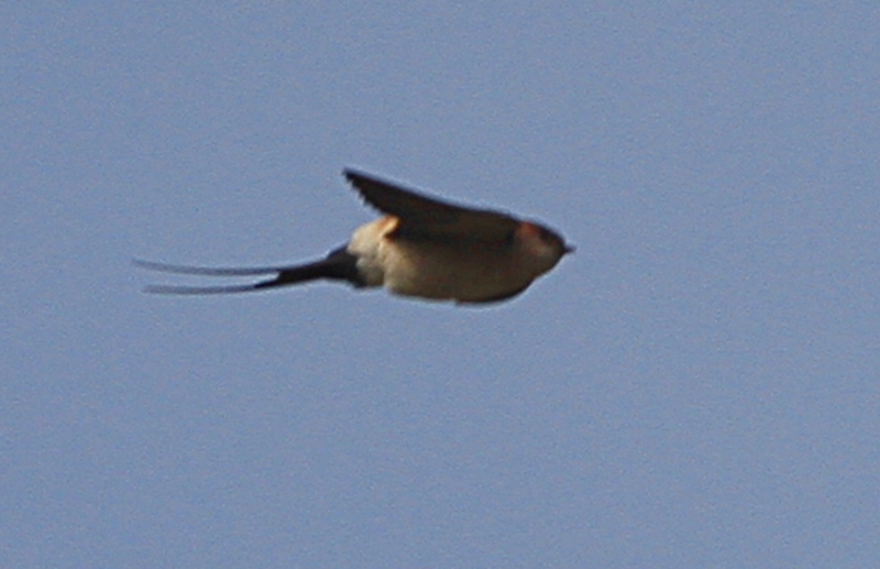 European Red-rumped Swallow