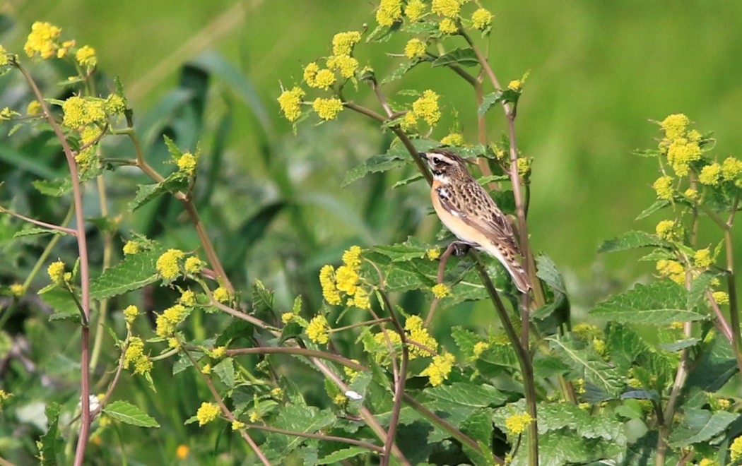 Whinchat