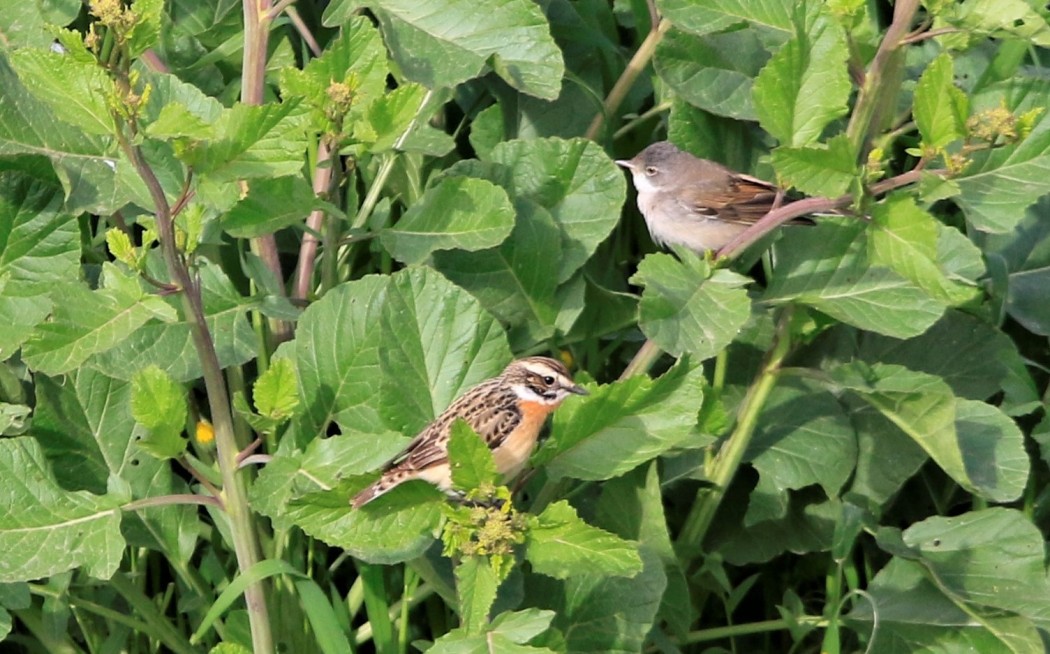 Common Whitethroat
