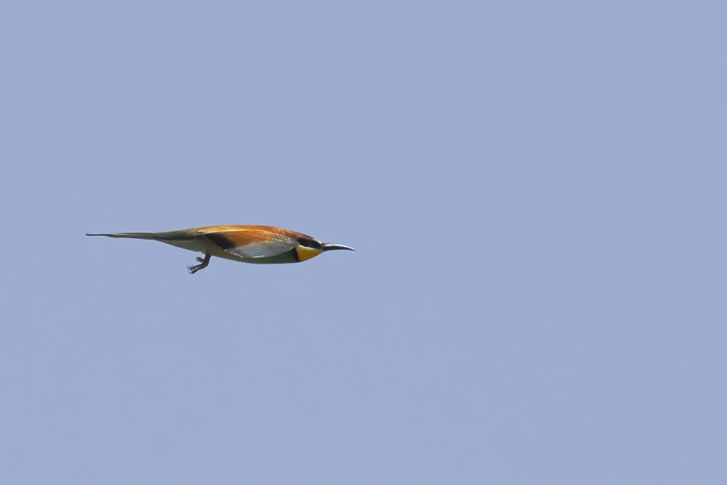 European Bee-eater