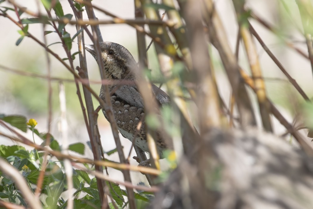 Eurasian Wryneck