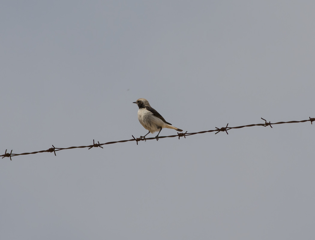 Black-eared Wheatear