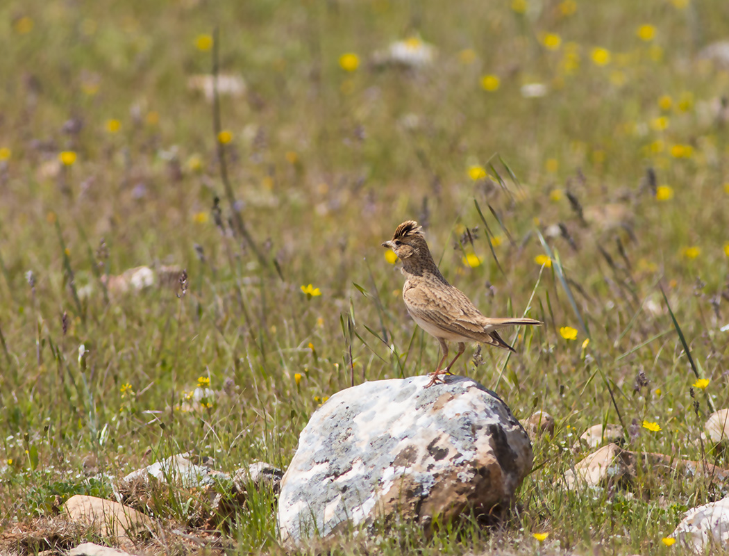 Greater Short-toed Lark