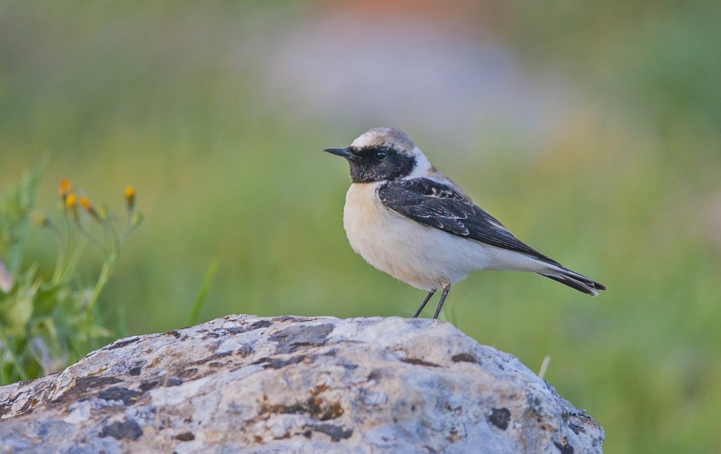 Black-eared Wheatear