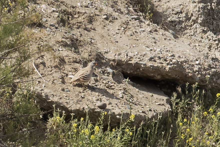 See-see Partridge