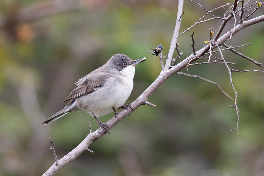 Eastern Orphean Warbler