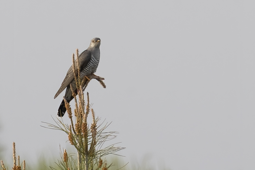 Common Cuckoo
