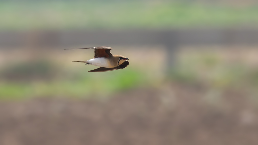 Collared Pratincole