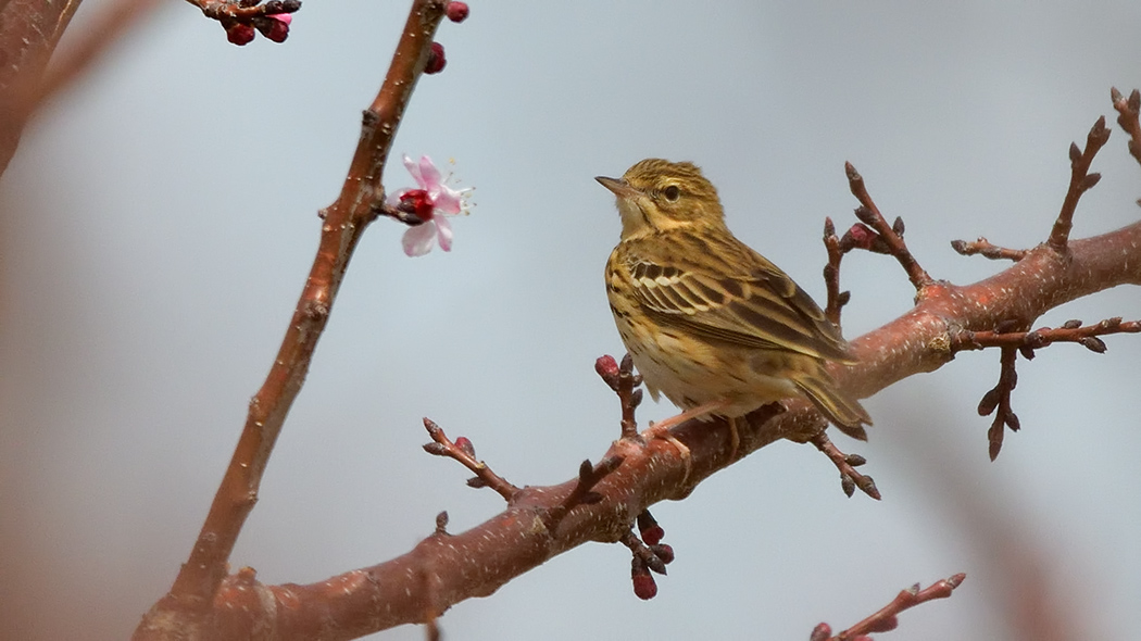 Tree Pipit