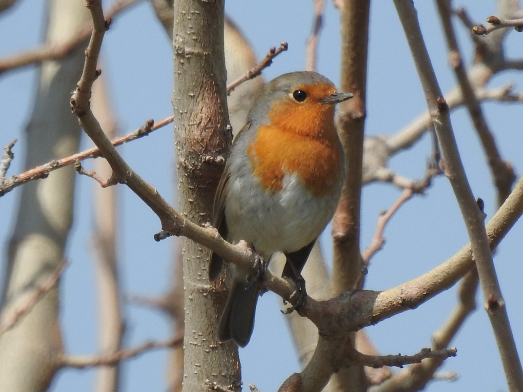 European Robin