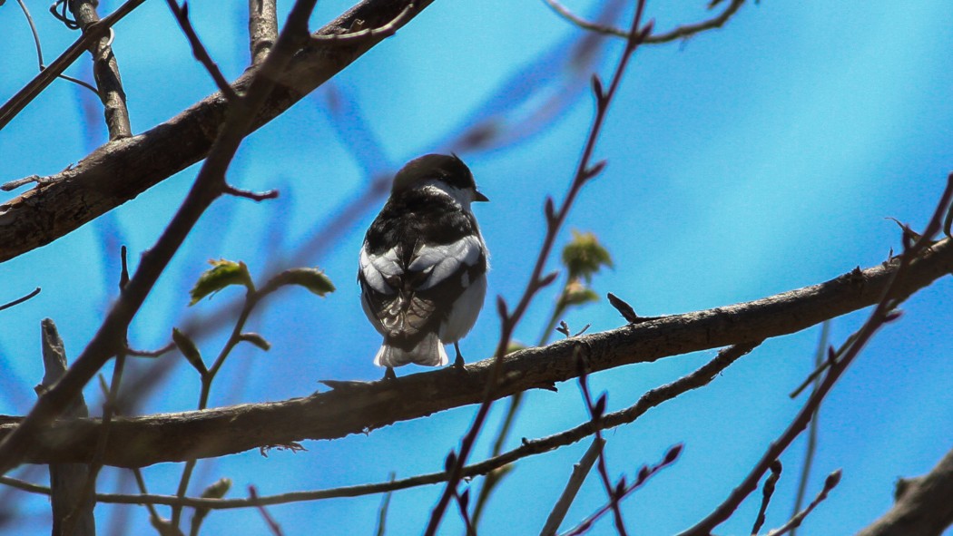 Semicollared Flycatcher