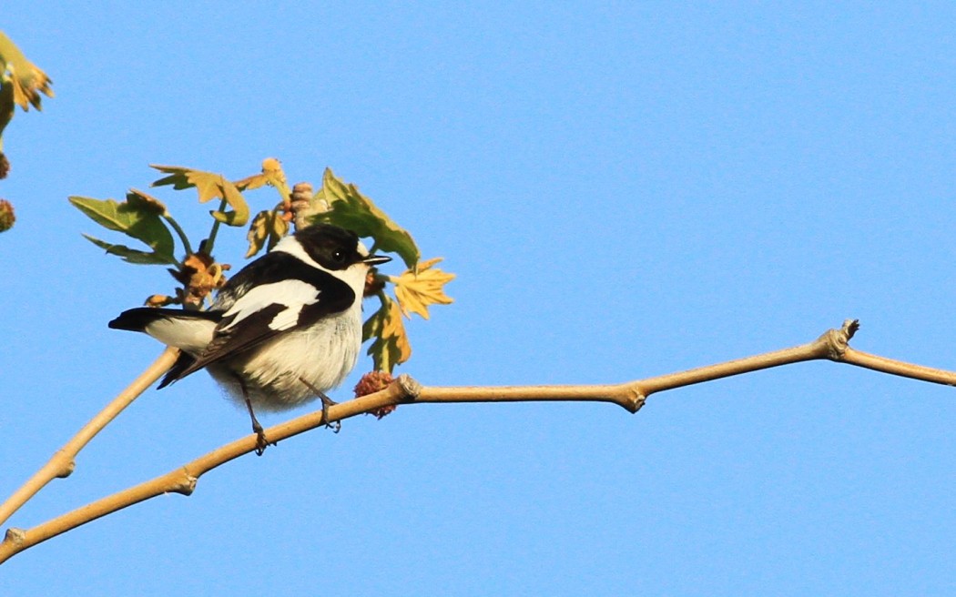 Collared Flycatcher