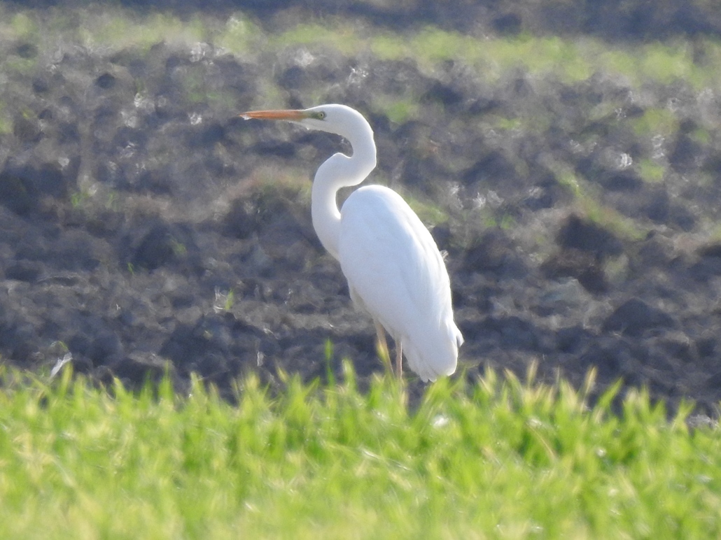 Great Egret