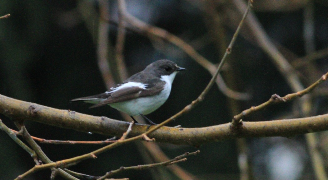 European Pied Flycatcher