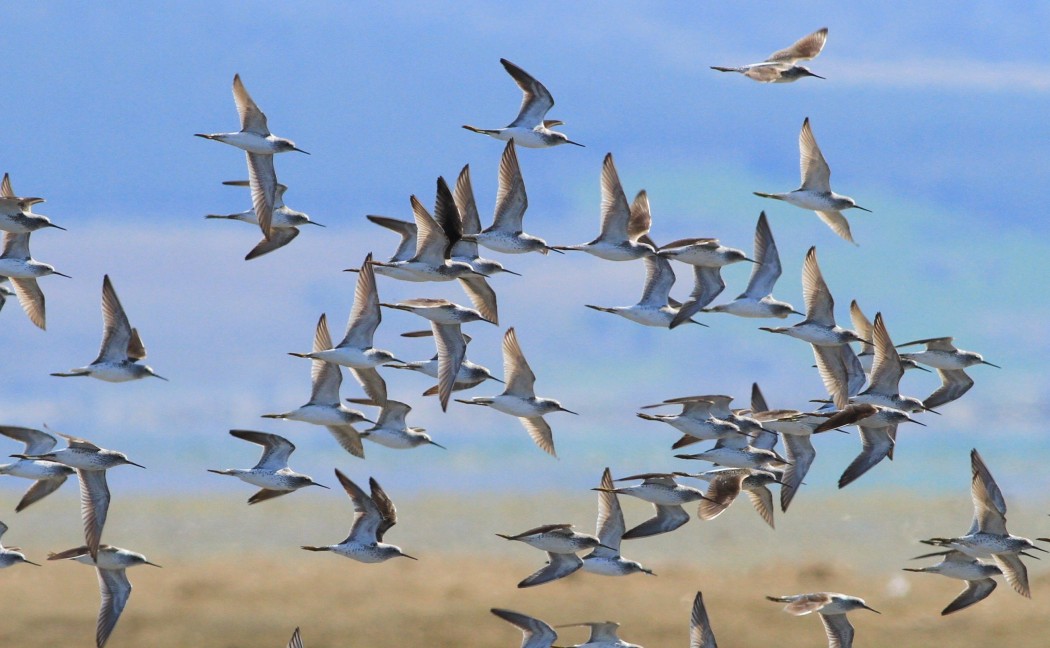 Marsh Sandpiper
