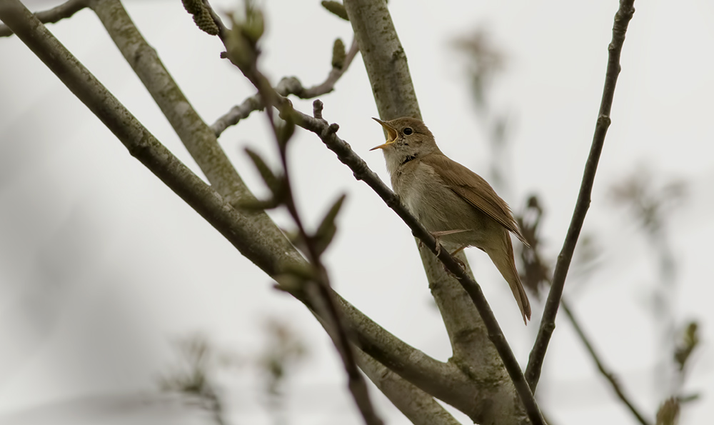 Common Nightingale