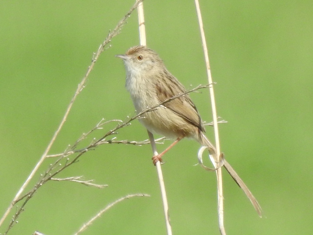 Delicate Prinia