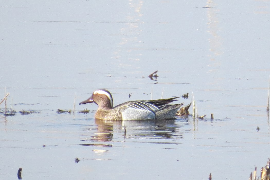 Garganey