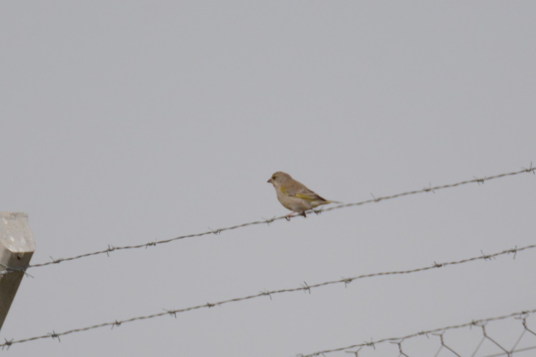 European Greenfinch