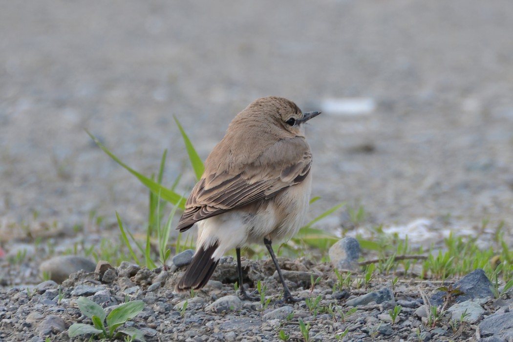 Isabelline Wheatear