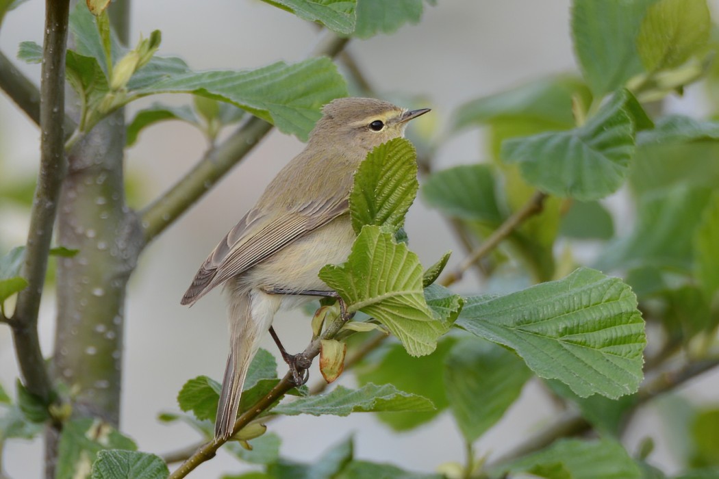 Common Chiffchaff
