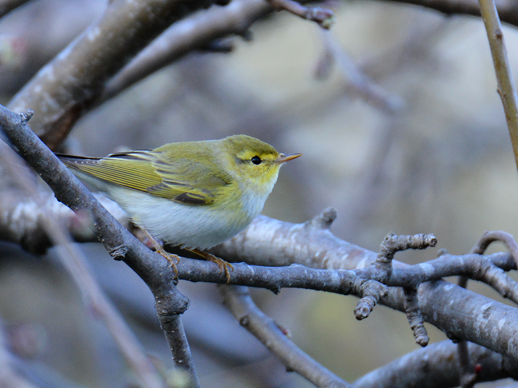 Wood Warbler